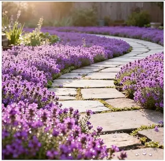1000 Pcs Creeping Thyme Seeds for Planting – Non-Gmo Ground Cover Flowers Edible Herb Seeds for Planting Lawns