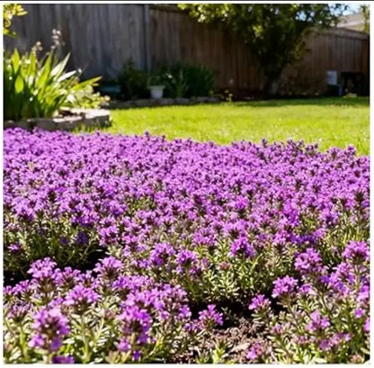 1000 Pcs Creeping Thyme Seeds for Planting – Non-Gmo Ground Cover Flowers Edible Herb Seeds for Planting Lawns