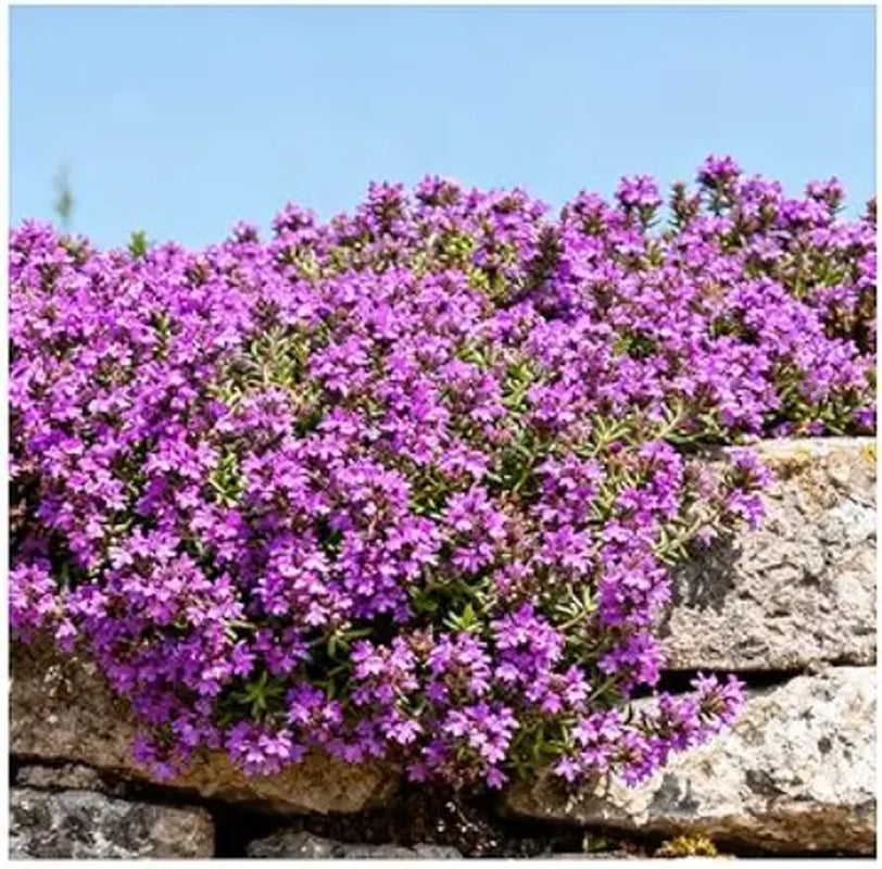 1000 Pcs Creeping Thyme Seeds for Planting – Non-Gmo Ground Cover Flowers Edible Herb Seeds for Planting Lawns