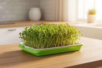 Hydroponic Seedling Tray - Counter Lifestyle